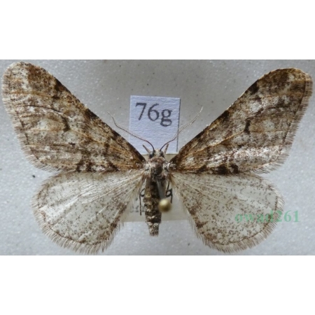 Agriopis leucophaearia (Denis & Schiffermüller, 1775) male Zimowek białoplam Czech76g